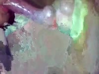 Doggy enjoying fantastic blow job